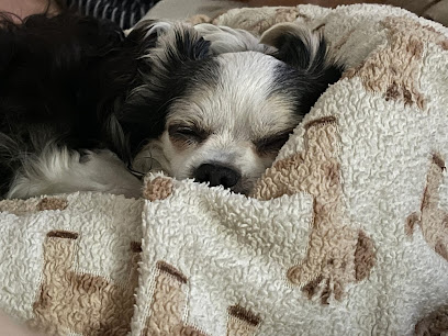 Spoiled Maltese and Mixes
