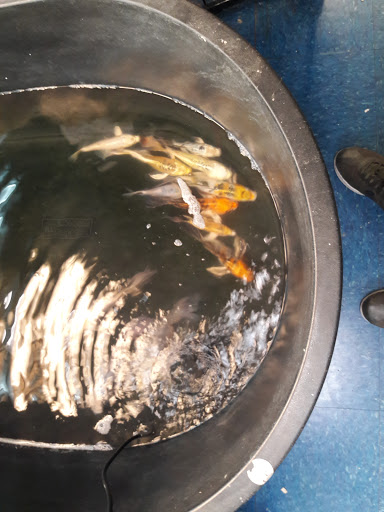 Pet Store «Animal Pet Shop Corporation», reviews and photos, 10843 SW 40th St, Miami, FL 33165, USA