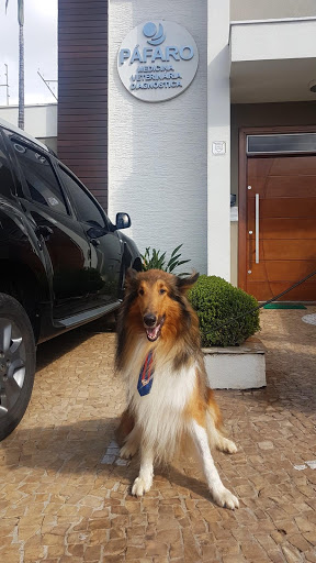 Páfaro Medicina Veterinária Diagnóstica em Americana - SP