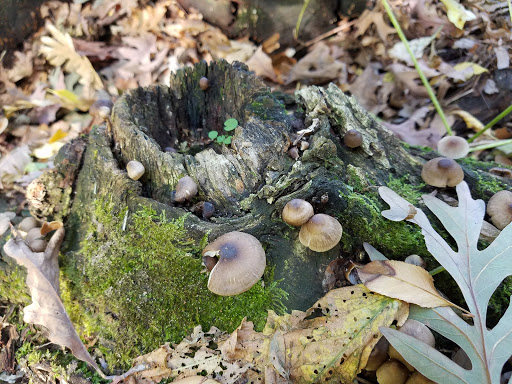 Nature Preserve «Maplewood Nature Center», reviews and photos, 2659 E 7th St, St Paul, MN 55119, USA