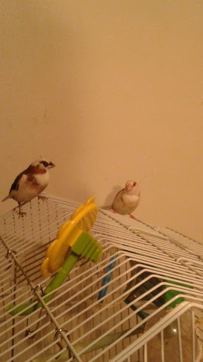 Pet Supply Store «Petco Animal Supplies», reviews and photos, 1009 E Commercial Blvd, Oakland Park, FL 33334, USA