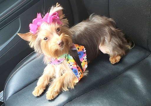 Pet Groomer «Glamour Pet Shop & Grooming», reviews and photos, 11401 Elam Rd, Balch Springs, TX 75180, USA