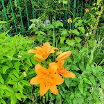 Photo n° 28 de l'avis de Paige.A fait le 03/08/2021 à 21:57 pour Tombe de Claude Monet à Giverny