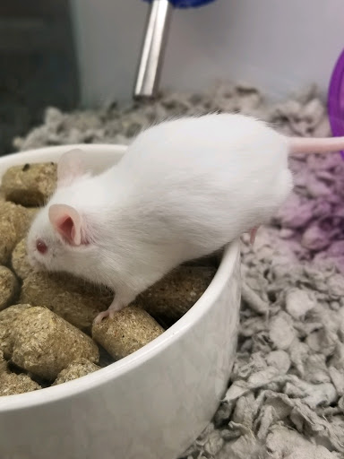 Pet Supply Store «Petco Animal Supplies», reviews and photos, 2765 Papermill Rd G-1, Reading, PA 19610, USA