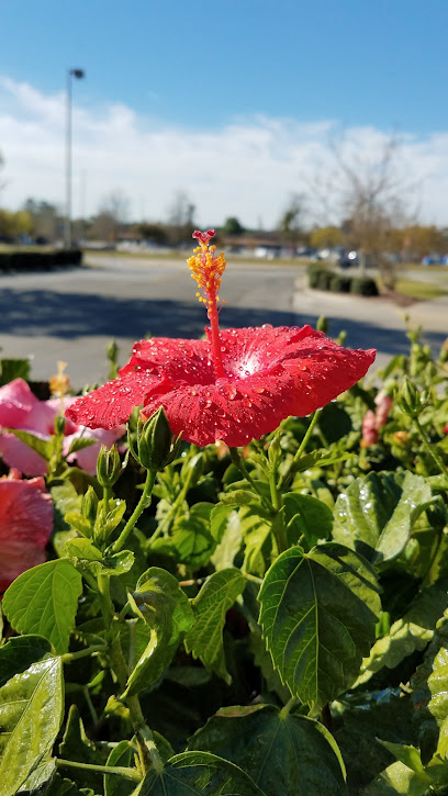 Lowe's Garden Center