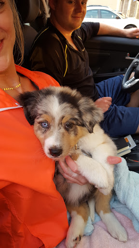 Pet Supply Store «PetSmart», reviews and photos, 2818 S Louise Ave, Sioux Falls, SD 57106, USA