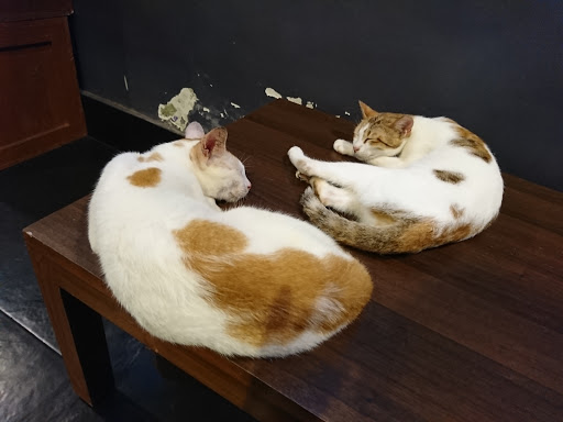 Cat Café Studio Adoptions
