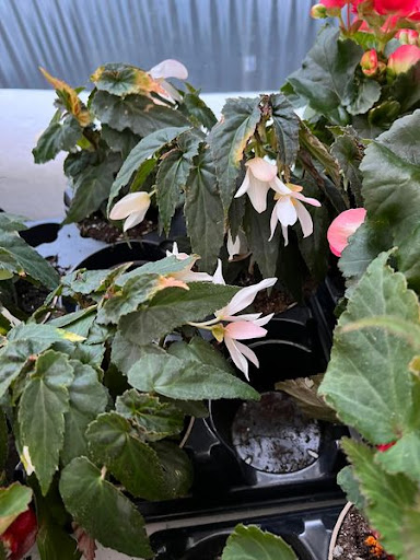 Florist «TG Designs», reviews and photos, 19231 Longmeadow Rd, Hagerstown, MD 21742, USA