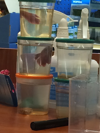 Pet Supply Store «PetSmart», reviews and photos, 208 Mariner Way, Biddeford, ME 04005, USA