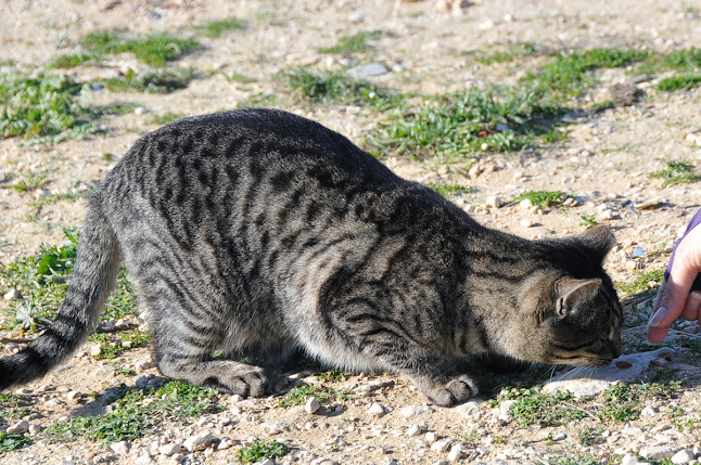 Lagos Ferry Cats - Associação