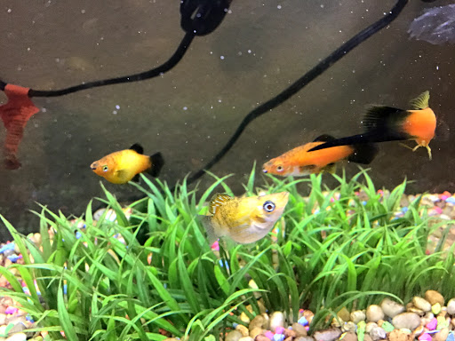 Pet Supply Store «Petco Animal Supplies», reviews and photos, 4030 N MacArthur Blvd #200, Irving, TX 75038, USA