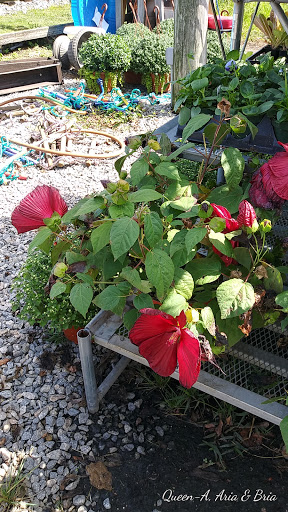 Hardware Store «Brandywine Ace Pet & Farm», reviews and photos, 1150 Pocopson Rd, West Chester, PA 19382, USA