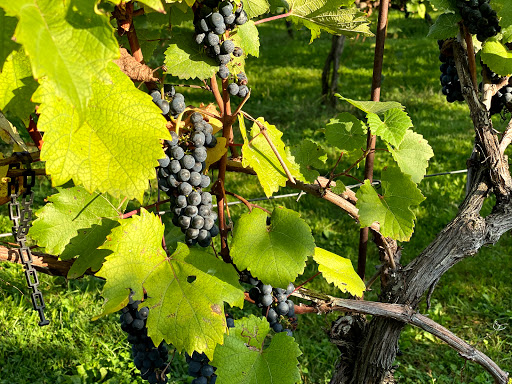 Winery «Sovereign Estate Wine», reviews and photos, 9950 N Shore Rd, Waconia, MN 55387, USA