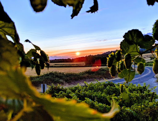 Winery «Ankeny Vineyards & Winery», reviews and photos, 2565 Riverside Dr S, Salem, OR 97306, USA