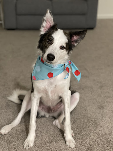 Pet Supply Store «Petco Animal Supplies», reviews and photos, 1429 W Pacheco Blvd, Los Banos, CA 93635, USA