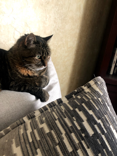 Pet Supply Store «High Paw Pet Supplies», reviews and photos, 503 US-285, Fairplay, CO 80440, USA