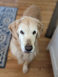 All Fur the Pets - Photo 8 - Car repair in Arnold, MD, Baltimore