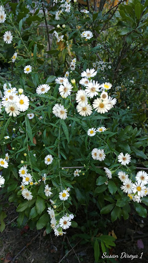 Park «Leakin Park», reviews and photos, 4921 Windsor Mill Rd, Gwynn Oak, MD 21207, USA