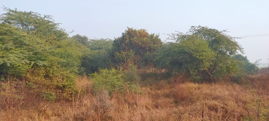 Malikpur Forest