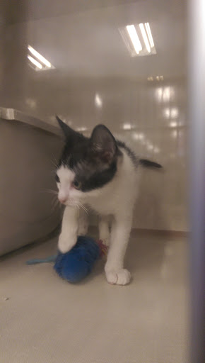 Pet Supply Store «Petco Animal Supplies», reviews and photos, 1100 Middle Country Rd, Selden, NY 11784, USA