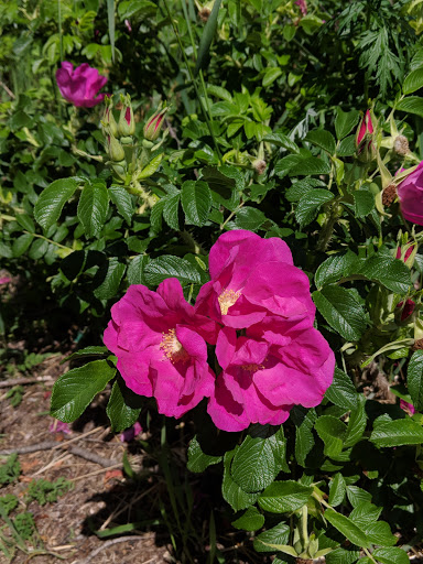 Park «Obear Park», reviews and photos, 145 Livingstone Ave, Beverly, MA 01915, USA