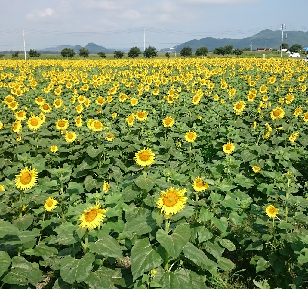 道の駅 笠岡ベイファーム