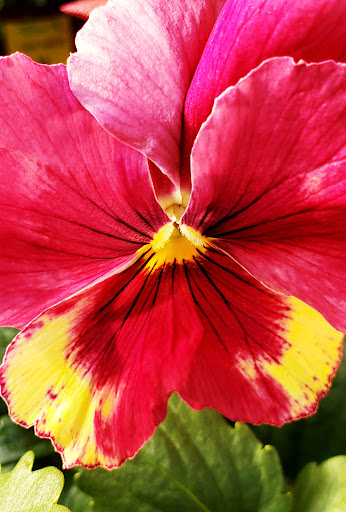 Garden Center «Dees Nursery & Florist», reviews and photos, 69 Atlantic Ave, Oceanside, NY 11572, USA