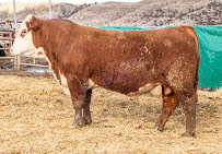 Chelsee Camblin Photography - Photo 7 - Car repair in , Billings