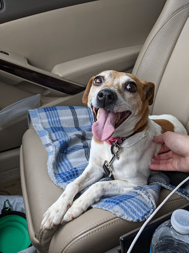 Whiteside County Animal Control