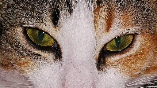 Nexo Veteralfacs La Ràpita en La Ràpita