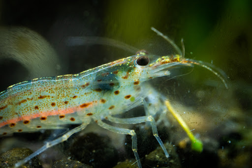 Pet Store «Aquarium», reviews and photos, 6410 Papermill Pl Way, Knoxville, TN 37919, USA