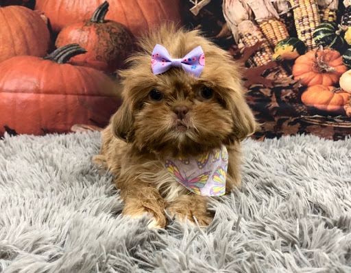 Pet Store «Happiness Is Pets Vi», reviews and photos, 616 E Roosevelt Rd, Lombard, IL 60148, USA