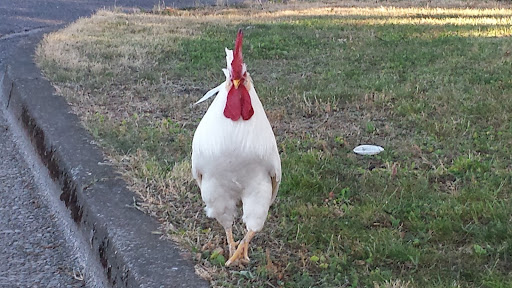 Park «Gamebird Park», reviews and photos, 1500 Mallard Ave, Springfield, OR 97477, USA