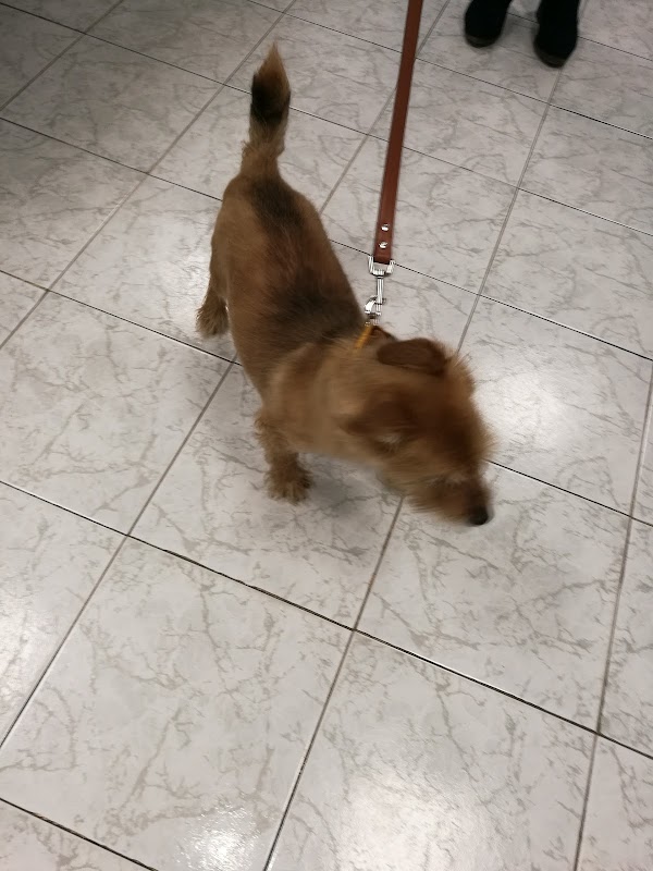 Clinica Veterinaria Manzanares SLP
