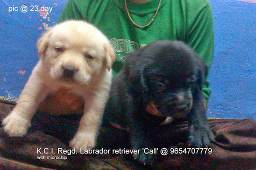 Puppy Town (Puppy for sale in Delhi and NCR)