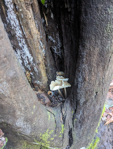 Uvas Canyon County Park image