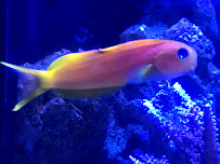 Woody's Seahorse Aquarium & Supply - Photo 9 - Car repair in Portland, OR, Portland