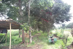 Kebun Rambutan image