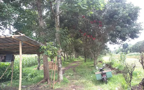 Kebun Rambutan image