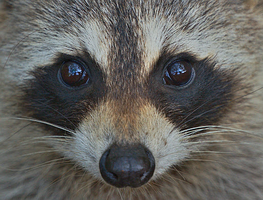 Park «Boca Ciega Millennium Park», reviews and photos, 12410 74th Ave N, Seminole, FL 33772, USA