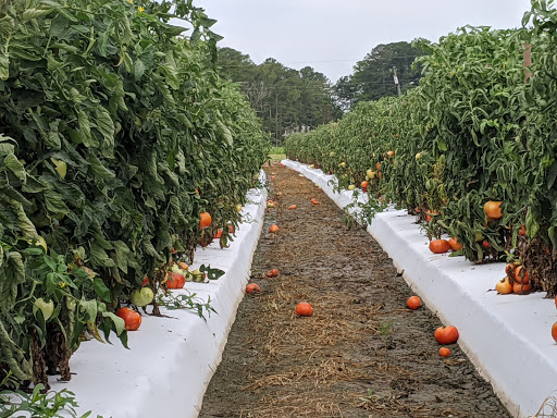 Fruit and Vegetable Store «Henley Farm», reviews and photos, 3513 Charity Neck Rd, Virginia Beach, VA 23456, USA