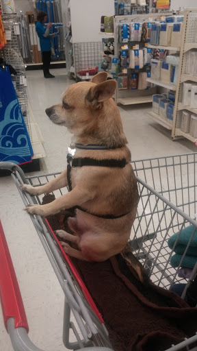 Discount Store «Kmart», reviews and photos, 2280 N Ocean Ave, Farmingville, NY 11738, USA