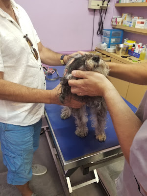 Clinique Vétérinaire Métivet à Paris