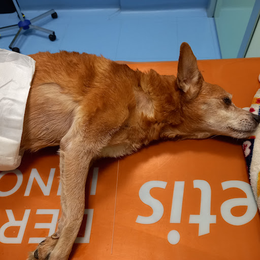 Pensioni per cani e dog hotel a Ospedale veterinario San Francesco Mi