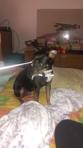 Animal Shelter «Humane Society of Ocean City», reviews and photos, 1 Shelter Rd, Ocean City, NJ 08226, USA