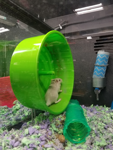 Pet Supply Store «PetSmart», reviews and photos, 421 Commerce Dr, Victor, NY 14564, USA