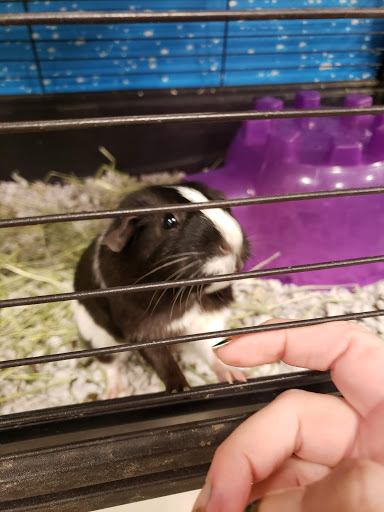 Pet Supply Store «PetSmart», reviews and photos, 777 S Willow St, Manchester, NH 03103, USA