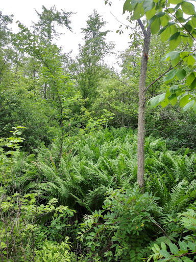 Hiking Area «Cowles Bog Trail», reviews and photos, 1618 N Mineral Springs Rd, Dune Acres, IN 46304, USA