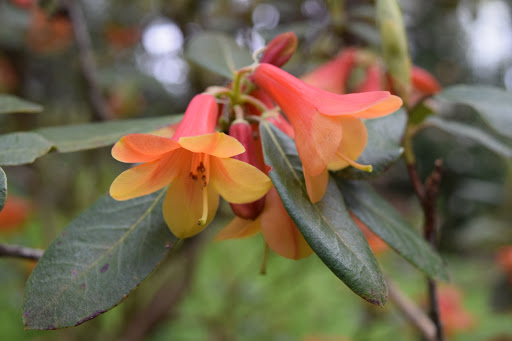 Botanical Garden «Rhododendron Species Botanical Garden», reviews and photos, 2525 S 336th St, Federal Way, WA 98003, USA