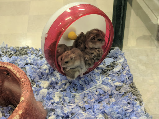 Pet Store «Petland Vineyard - San Antonio», reviews and photos, 1309 North Loop 1604 W #101, San Antonio, TX 78258, USA